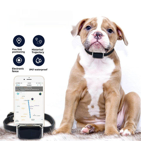 PetTrek™ – Smart GPS Collar for Dogs | Never Lose Your Pet Again
